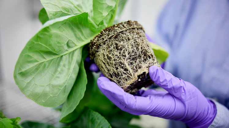 Close up of the roots of a cucumber plant