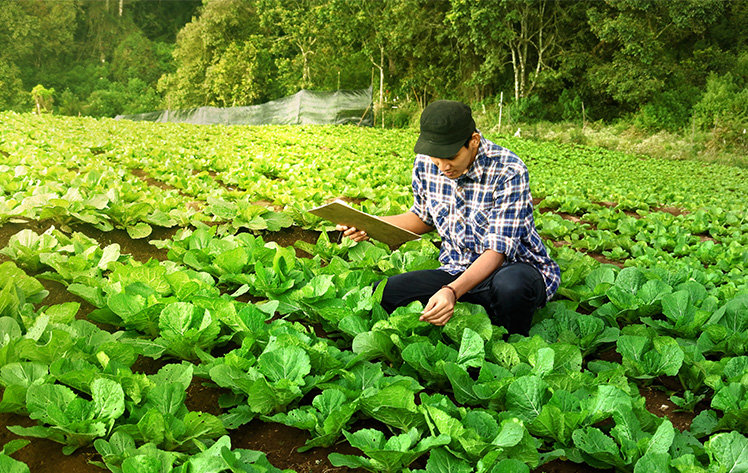 A farmer in a field of lettuce