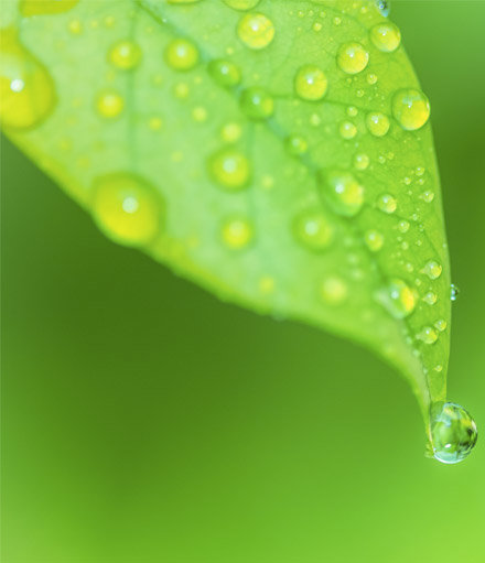 Dew drops on a leaf