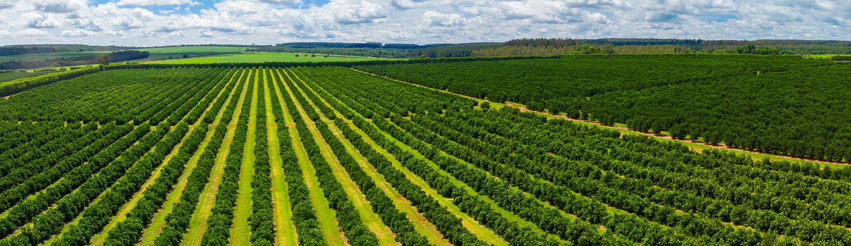 Aerial view of citrus grove