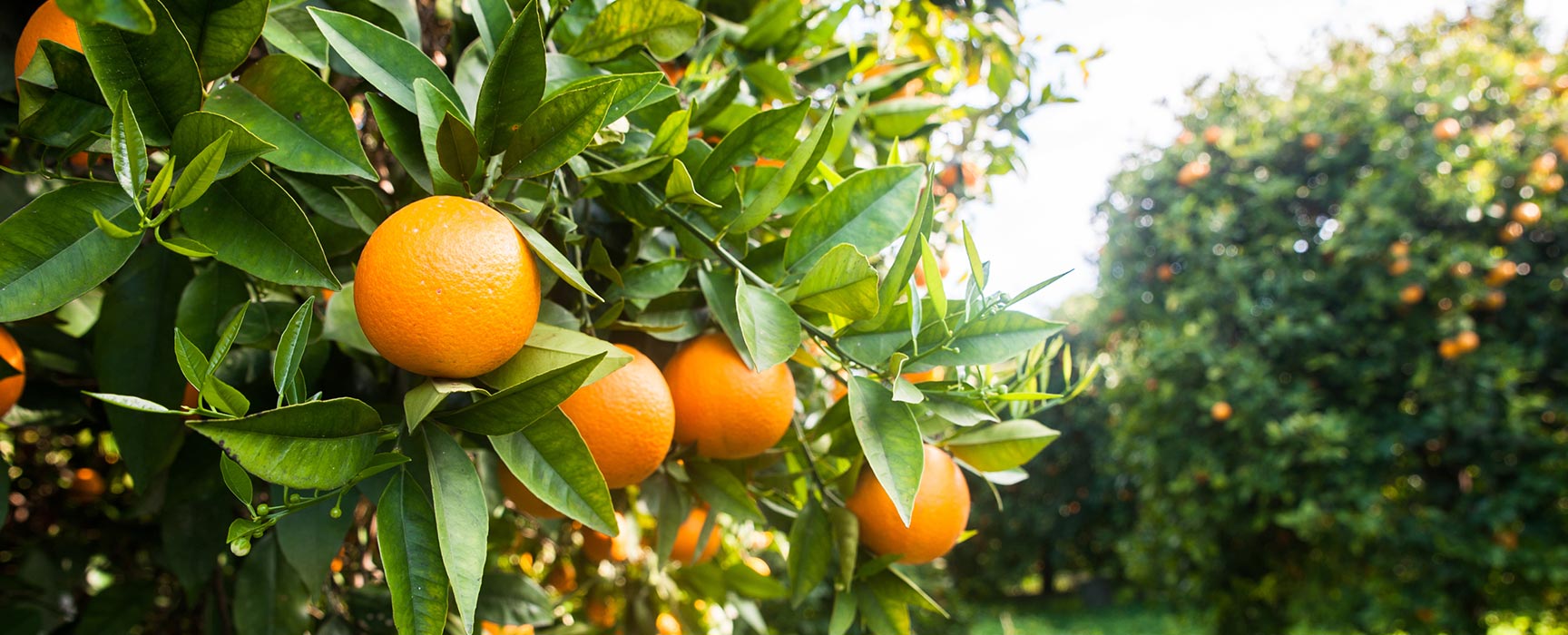 A close up image of oranges on a tree